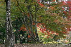 写真句：花貫渓谷紅葉狩り2025：名馬里が淵２