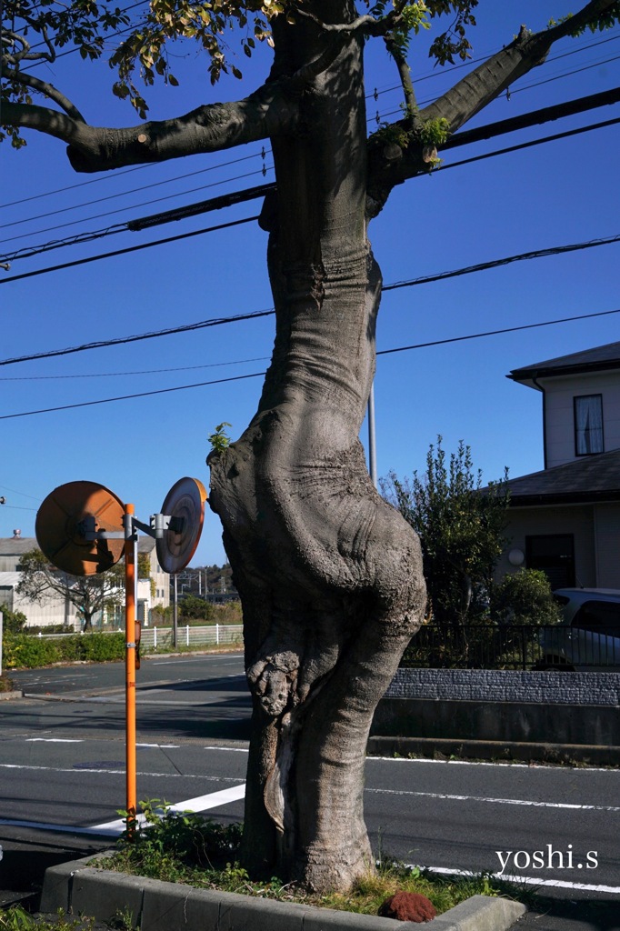写真エッセイ：Dancing Tree