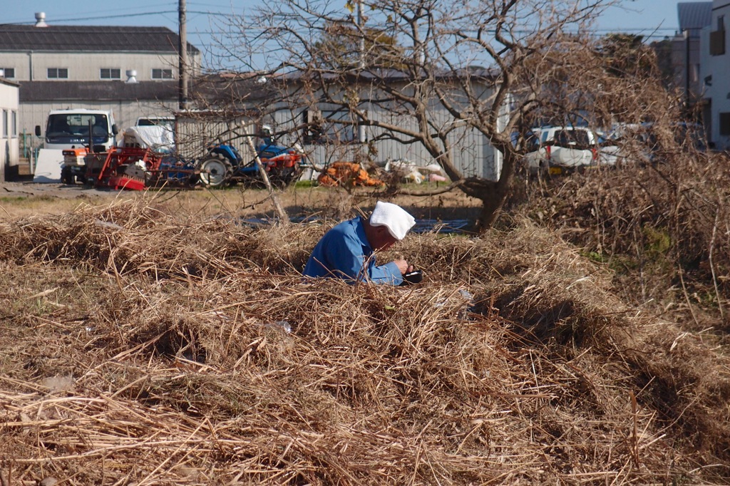 野良弁当