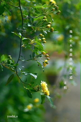 写真句：木香薔薇