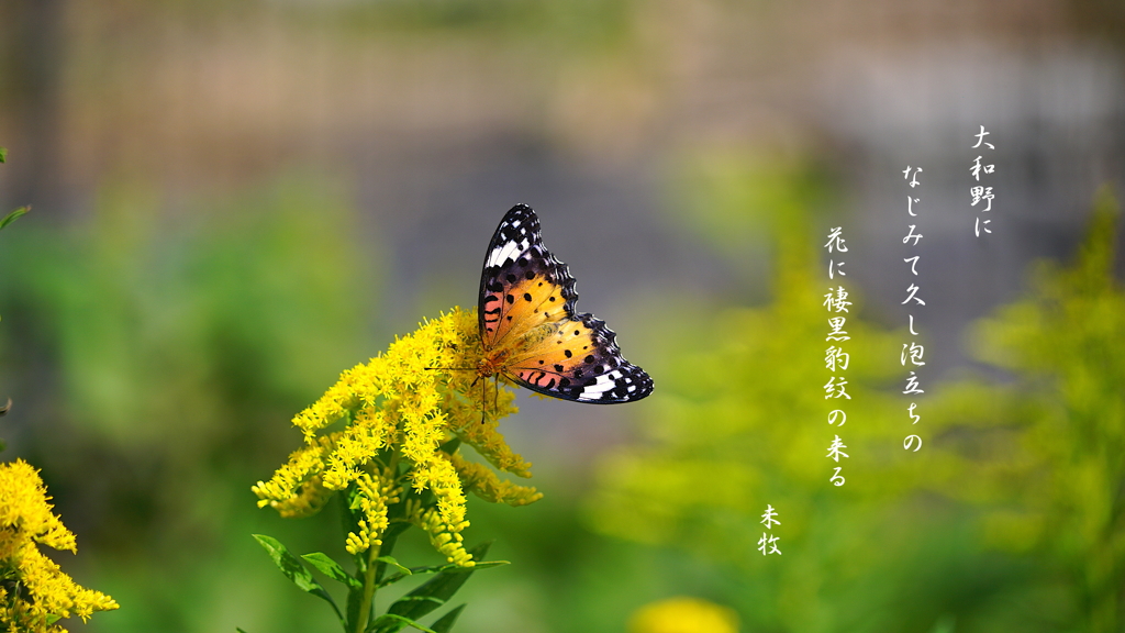 写真歌：秋の野に蝶１