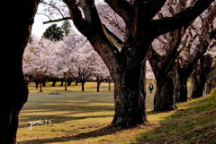 写真エッセイ：さくら公園すっ飛び行脚７