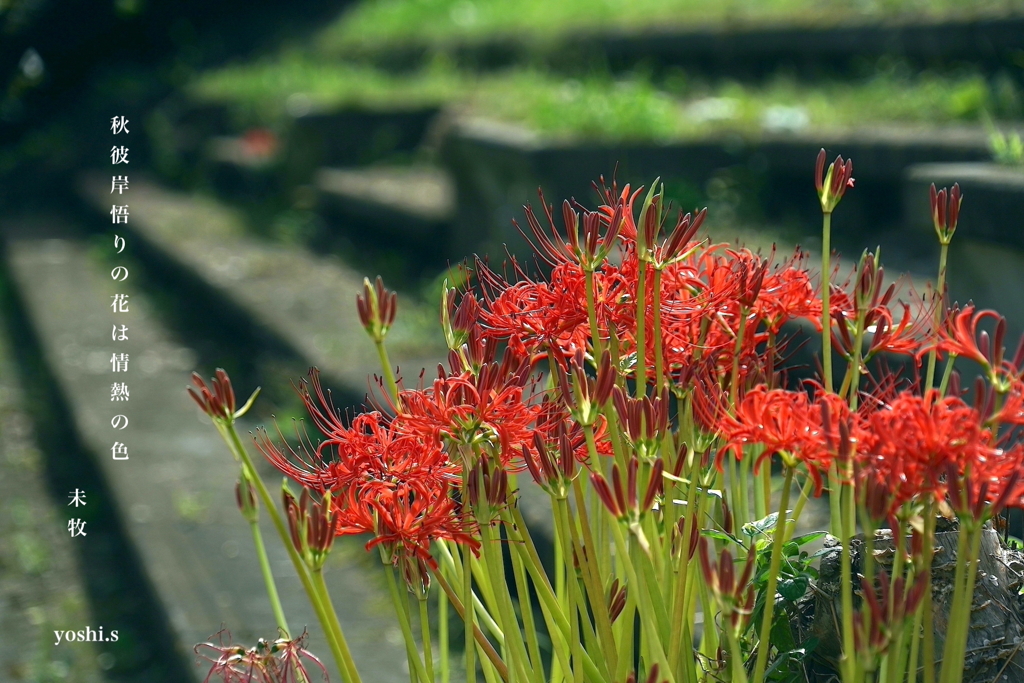 写真句：秋の花３：彼岸花