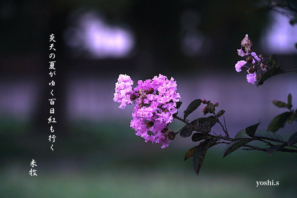 写真句：百日紅も行く