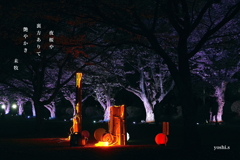 写真句：さくら宇宙公園さくら祭り12：Light up４：NTW609
