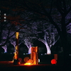 写真句：さくら宇宙公園さくら祭り12：Light up４：NTW607