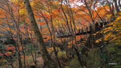 写真エッセイ：花貫渓谷紅葉狩り2023 その9：吊り橋１