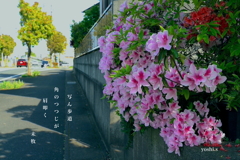 写真句：角のつつじ