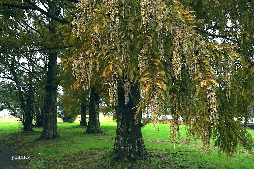 写真エッセイ：黄紅葉３題の１：メタセコイア