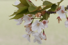 山桜十様　山桜10 行く春 