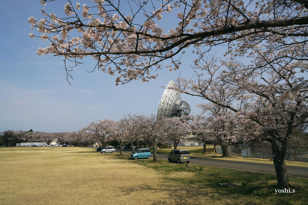 写真エッセイ：さくら宇宙公園さくら祭り５：NTW597