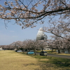 写真エッセイ：さくら宇宙公園さくら祭り５：NTW597