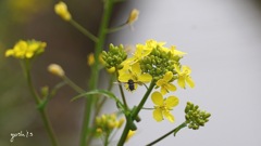 写真エッセイ：春の花たち６：菜の花にハッチ