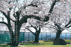 写真歌：高校の桜２