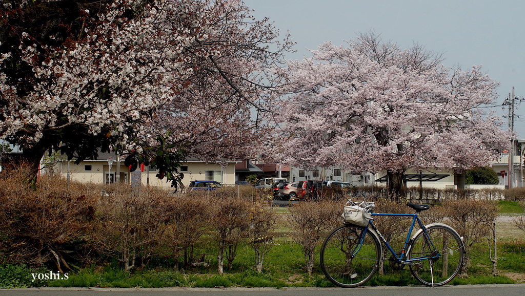 写真エッセイ：桜23 final：街の公園５：桜と觔斗雲：NTW343