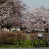 写真エッセイ：桜23 final：街の公園５：桜と觔斗雲：NTW343