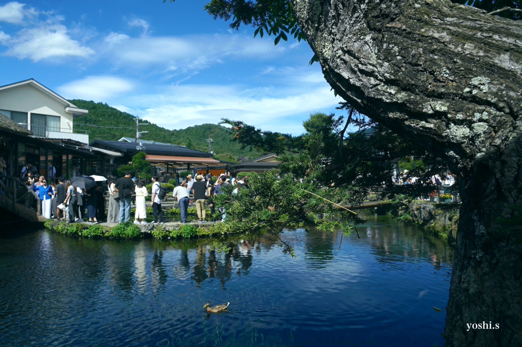 写真エッセイ：富士山19：忍野八海２