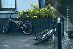 写真句：わが町点描35：黄菊：NTW643