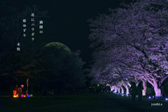 写真句：さくら宇宙公園さくら祭り11：Light up３：NTW608