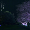 写真句：さくら宇宙公園さくら祭り11：Light up３：NTW606