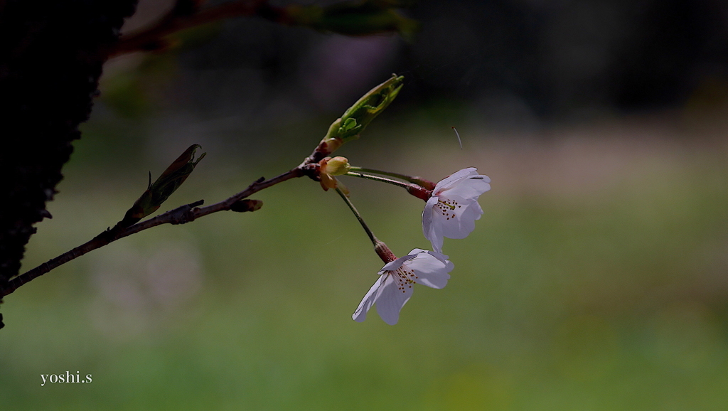 写真句：桜７：花ひかる２