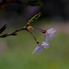 写真句：桜７：花ひかる２