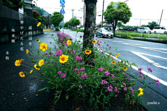写真句：道端の花１