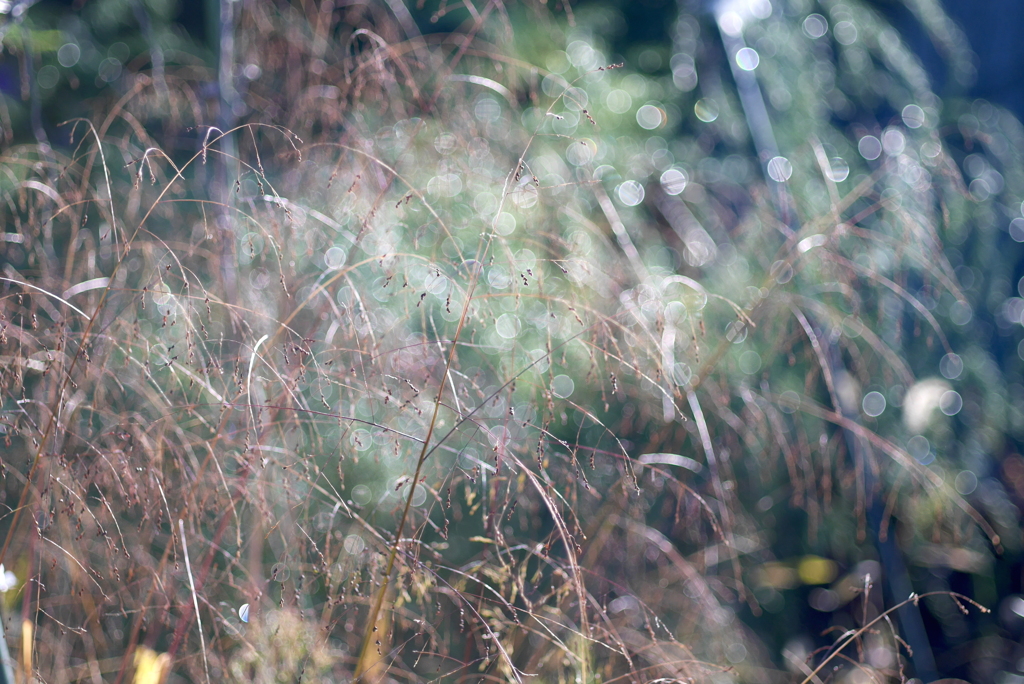 秋の彩り８：野の草（写真句）