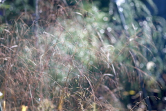 秋の彩り８：野の草（写真句）