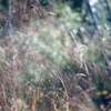 秋の彩り８：野の草（写真句）
