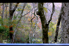 写真エッセイ：花貫渓谷すっ飛び行脚12（最終回）：花貫の雑木林