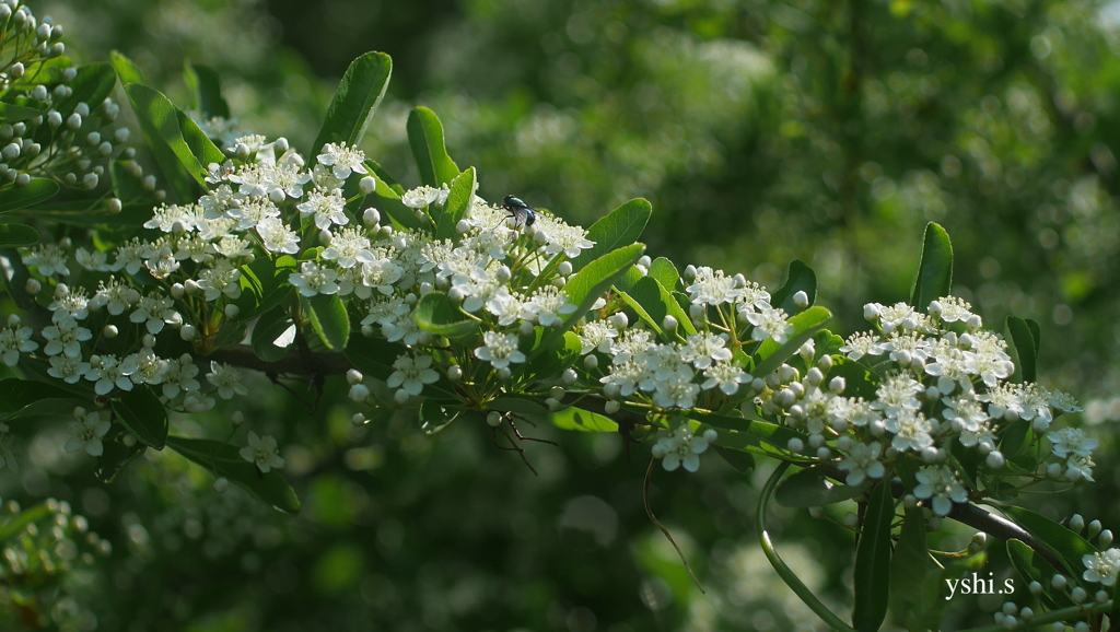 写真句：橘擬（タチバナモドキ）の花２