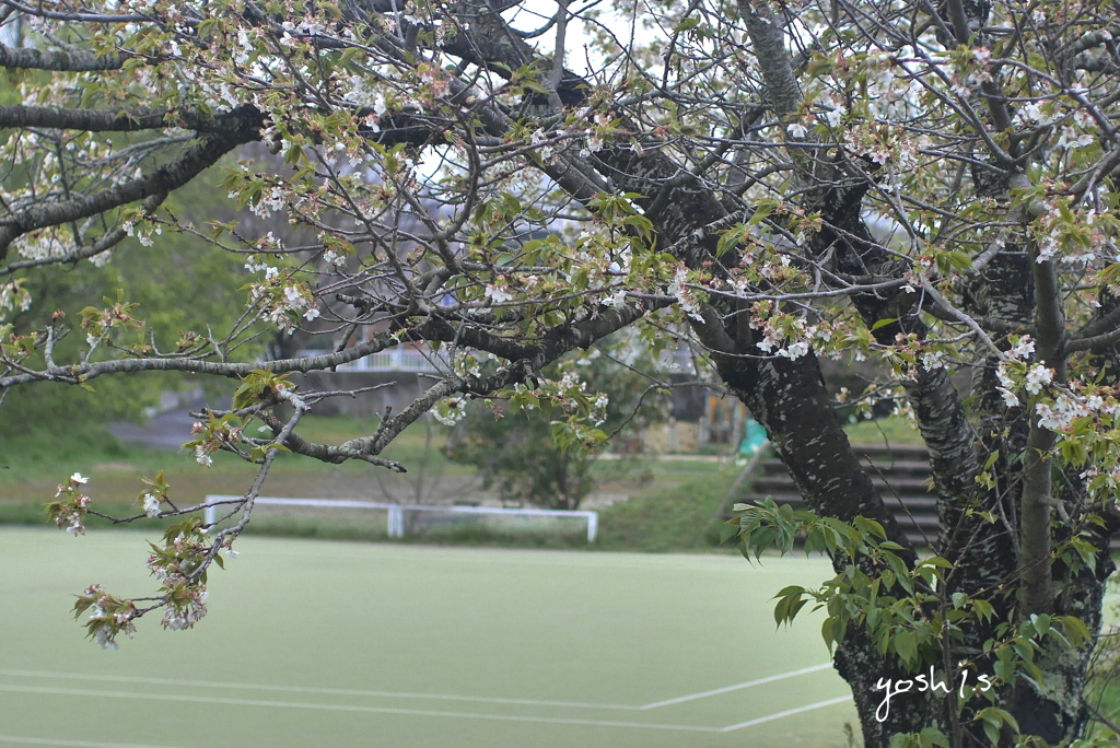 写真句：山桜