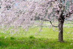 流れ桜