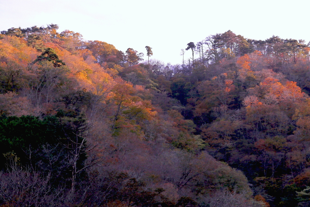 花貫紅葉６：峰の夕日