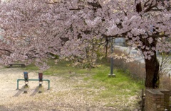 公園桜１