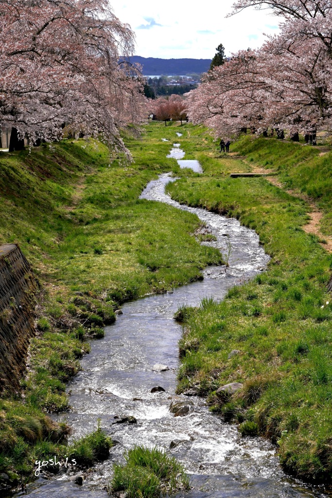 写真歌：観音寺川花堤５