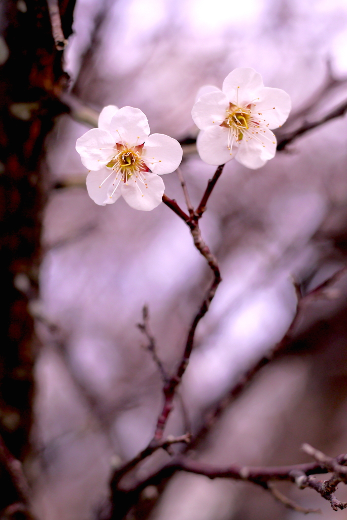 双花