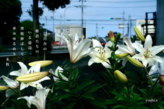 写真歌：道端の花12：白百合