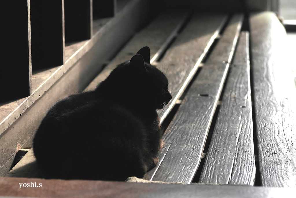 写真句：猫は朝日で丸くなる