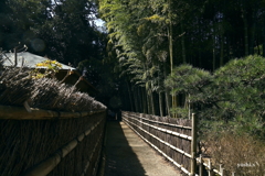 写真エッセイ：偕楽園散歩６：竹林１