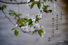 写真歌：写真エッセイ：山桜花