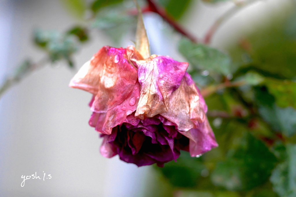 写真句：枯れる薔薇