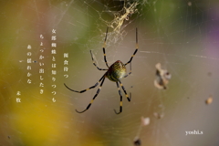 写真歌：女郎蜘蛛