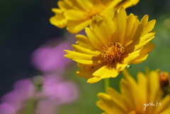 写真句：道端の花