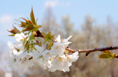 山桜花（写真歌）