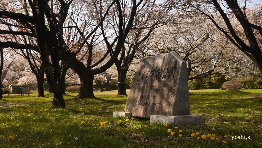 写真エッセイ：桜11：さくら公園２：NTW335