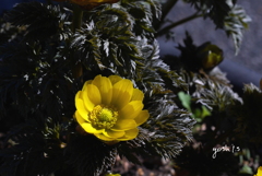 春が来た！：福寿草２