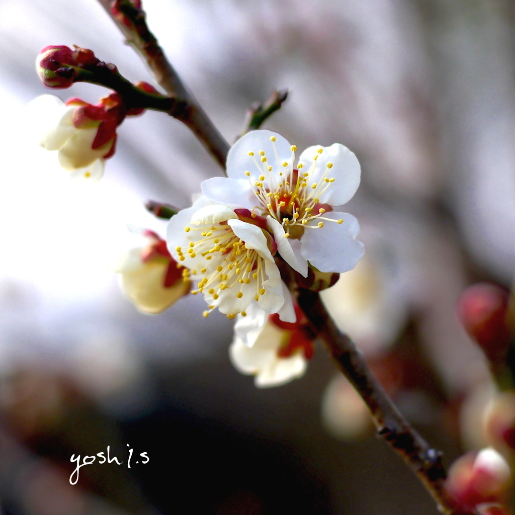 写真句：梅、大いに笑う！