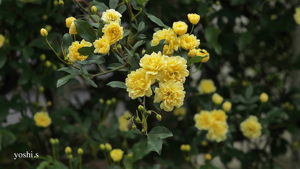 写真エッセイ：木香薔薇の家族